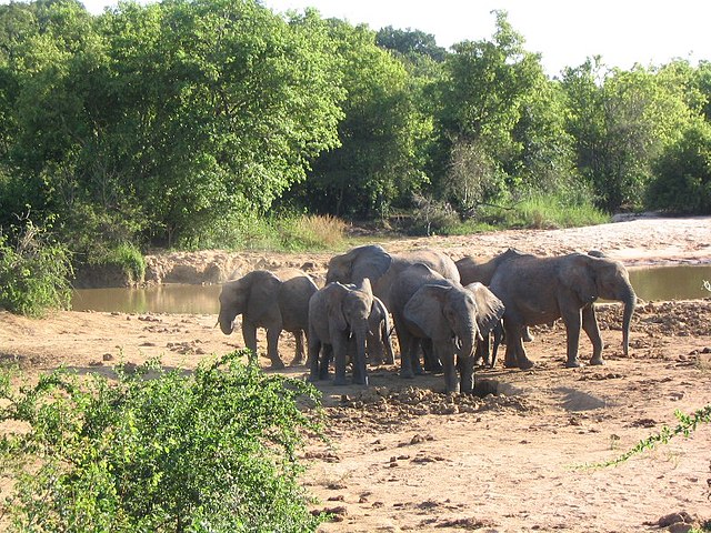 elephant in a game reserve