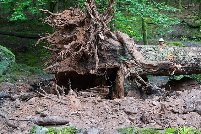 a fallen tree